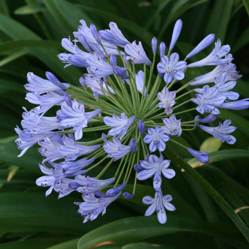 Agapanthus Seeds – Light Blue
