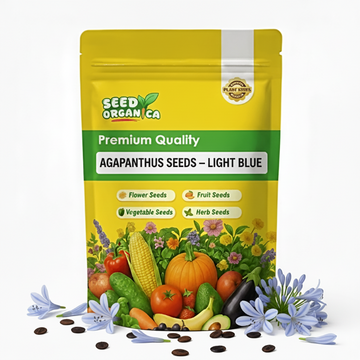 Agapanthus Seeds – Light Blue