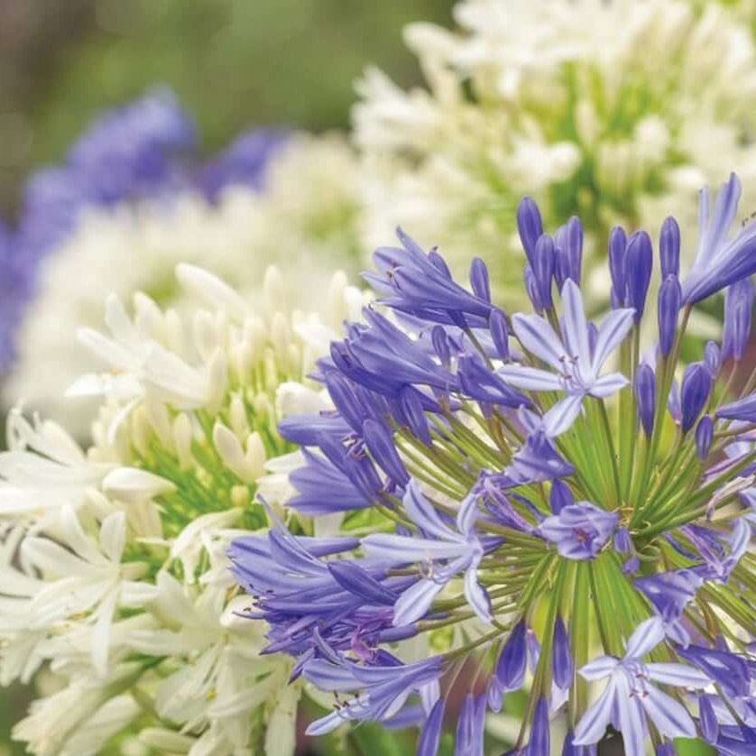 Agapanthus Seeds – Mixed
