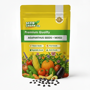 Agapanthus Seeds – Mixed