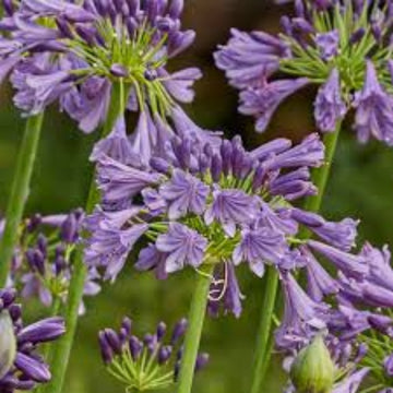 Agapanthus Seeds – Violet