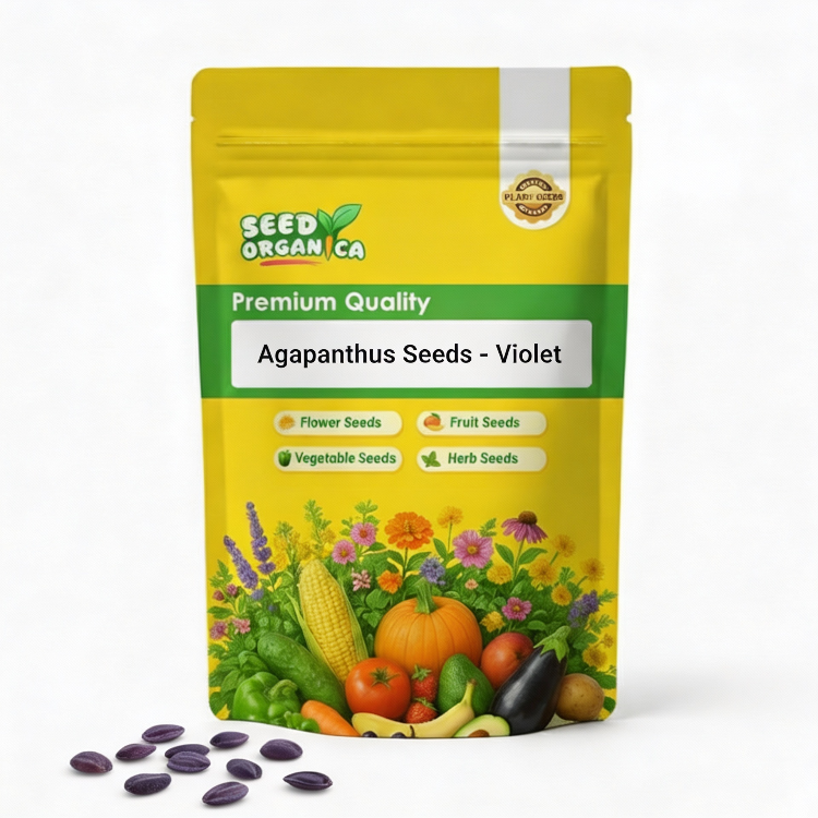 Agapanthus Seeds – Violet