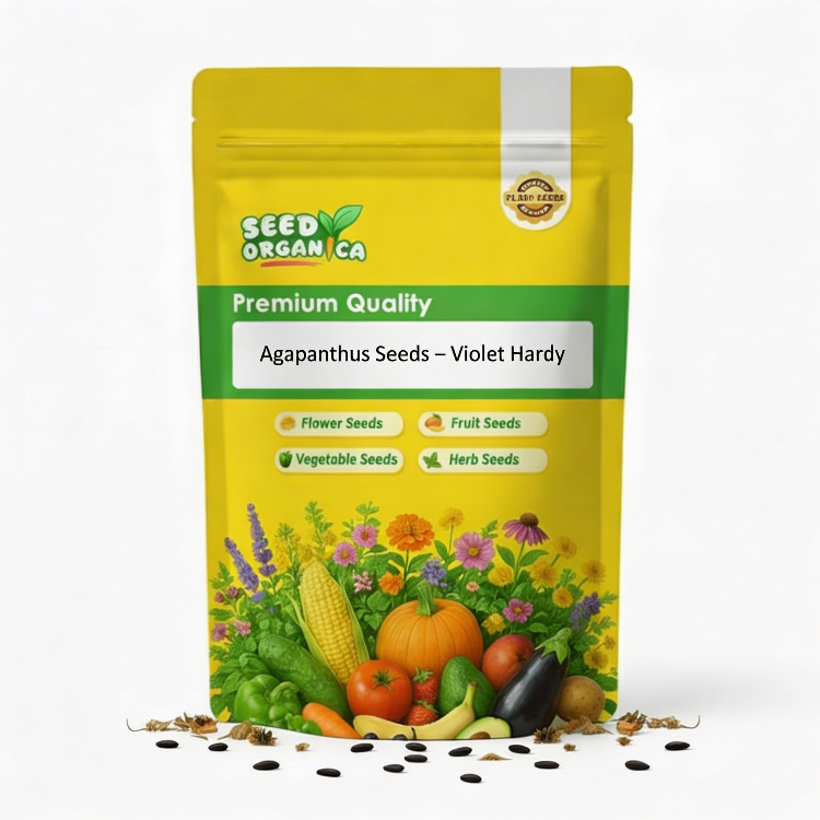 Agapanthus Seeds – Violet Hardy