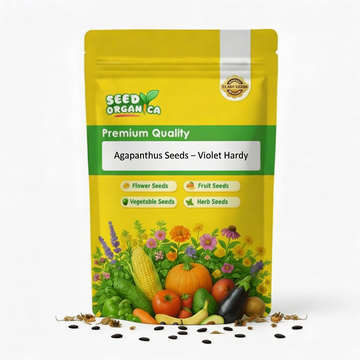 Agapanthus Seeds – Violet Hardy