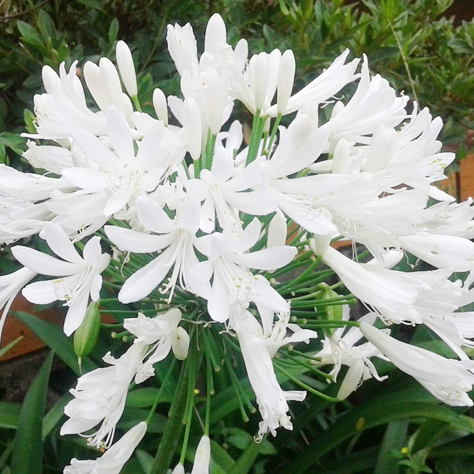 Agapanthus Seeds – White
