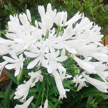 Agapanthus Seeds – White
