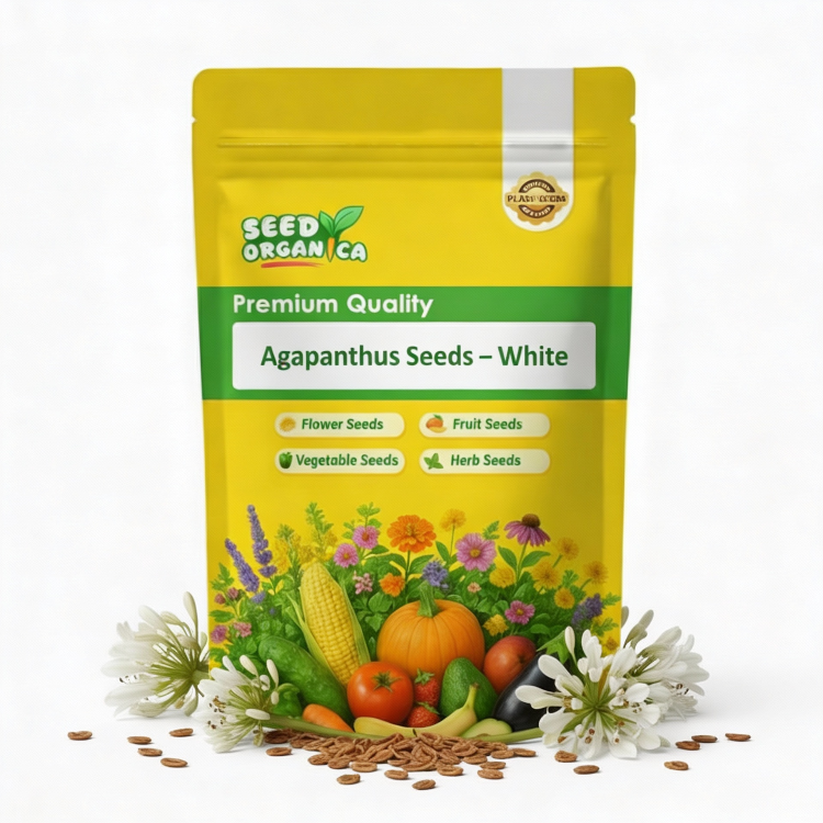 Agapanthus Seeds – White