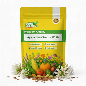 Agapanthus Seeds – White