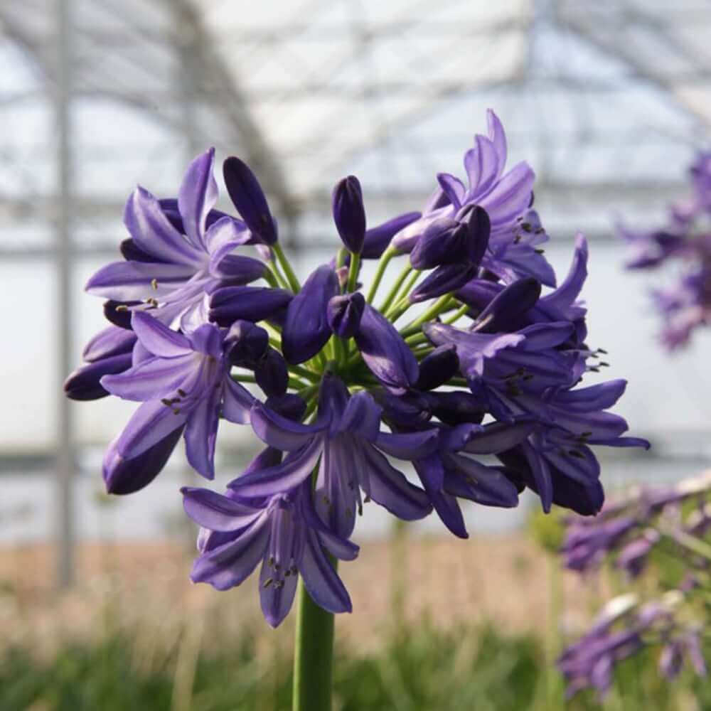 Agapanthus Seeds – Violet Hardy
