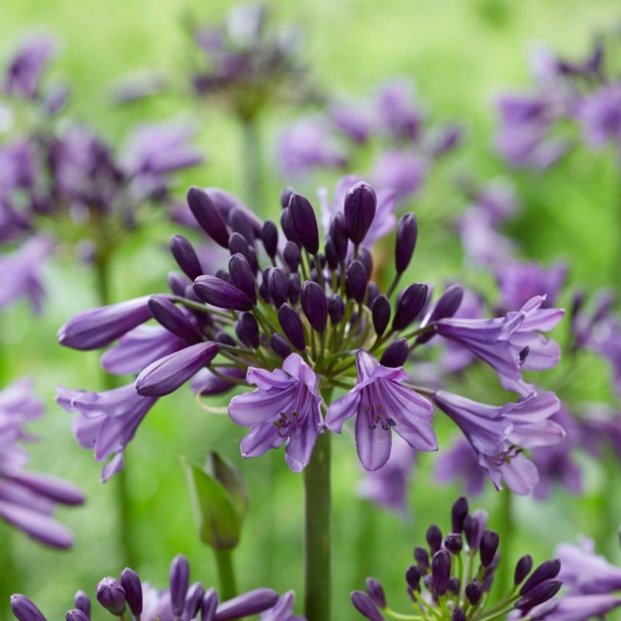 Agapanthus Seeds – Violet Hardy
