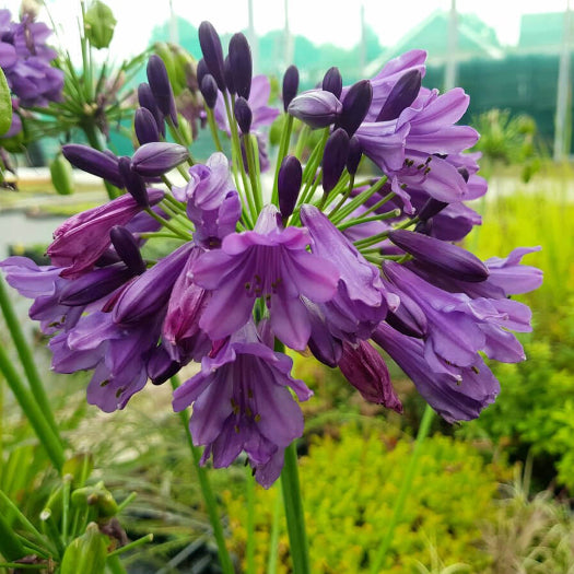 Agapanthus Seeds – Violet