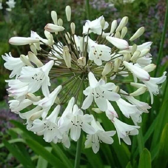 Agapanthus Seeds – White
