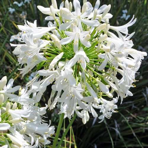 Agapanthus Seeds – White
