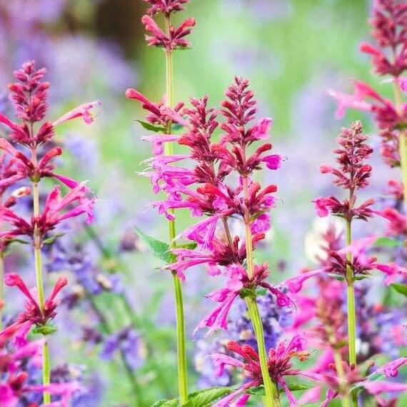 Agastache Seeds – Heather Queen Hummingbird Mint
