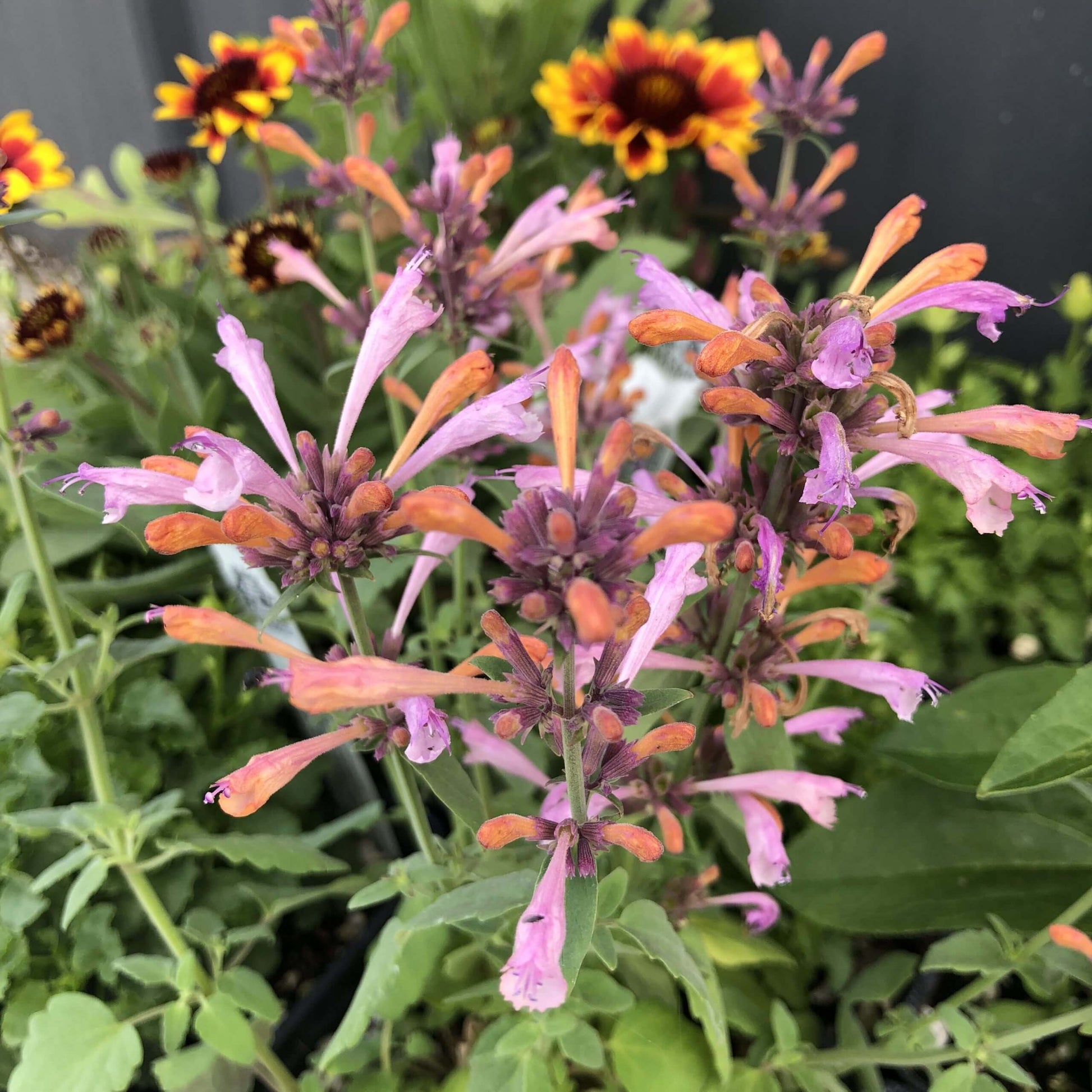 Agastache-Arizona_-Sunset-Hyssop-Bloom-scaled