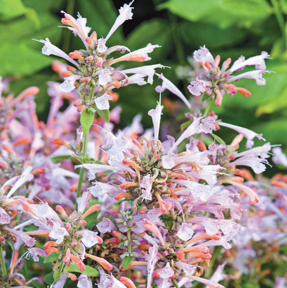 Agastache-Arizona_-Sunset-Hyssop-Bloom-scaled
