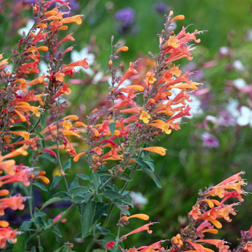 Agastache Seeds – Aurantiaca
