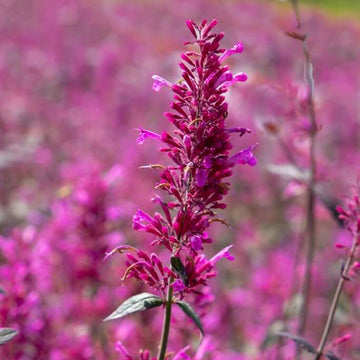 Agastache Seeds – Cana
