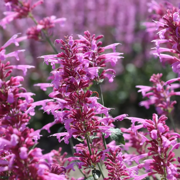 Agastache Seeds – Heather Queen
