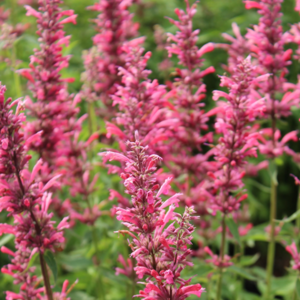 Agastache Seeds – Heather Queen
