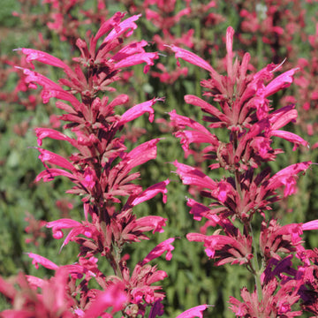 Agastache Seeds – Hummingbird Mint
