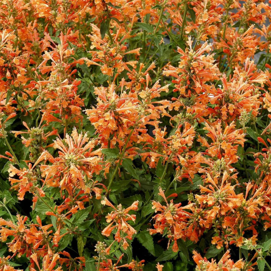 Agastache Hyssop Seeds – Orange
