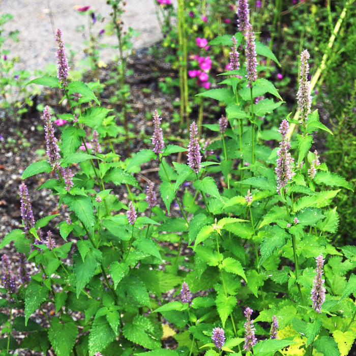 Agastache Mexicana Seeds