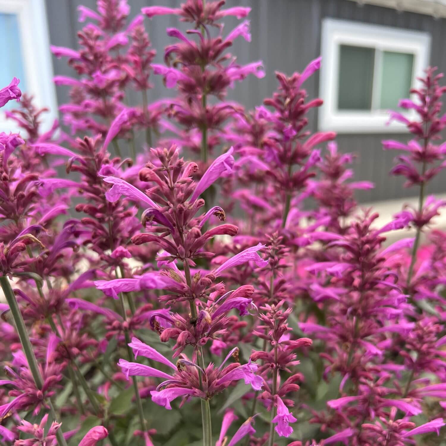 Agastache Seeds – Mexicana Hardy
