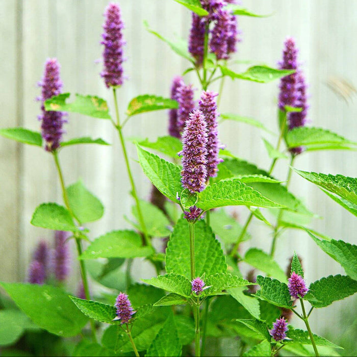 Agastache Mexicana Seeds