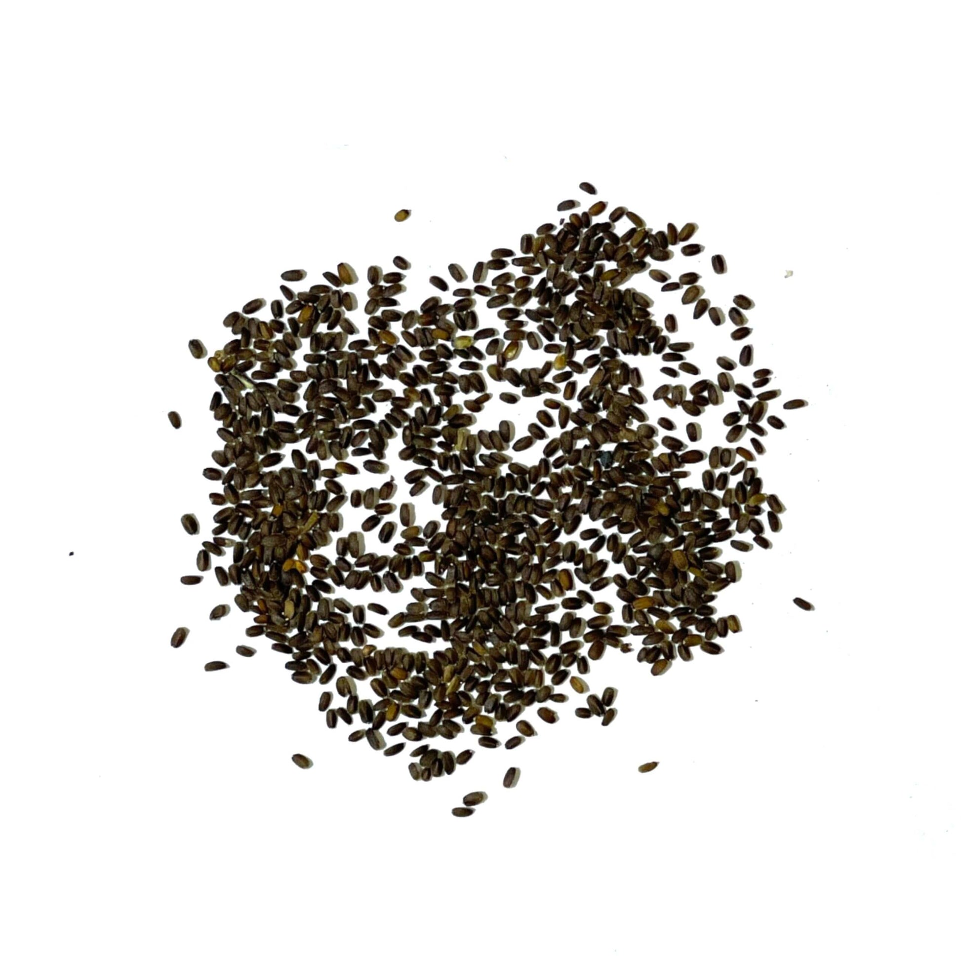 Agastache Mexicana Seeds