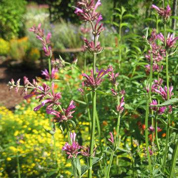 Agastache Mexicana Seeds - Herbal Plant