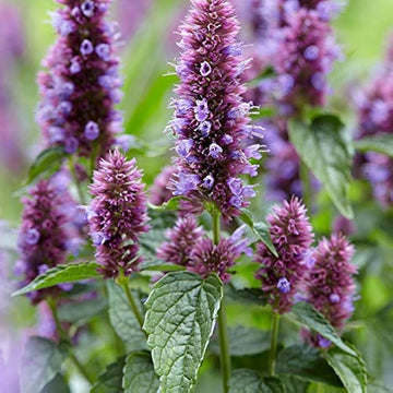 Agastache Mexicana Seeds - Herbal Plant
