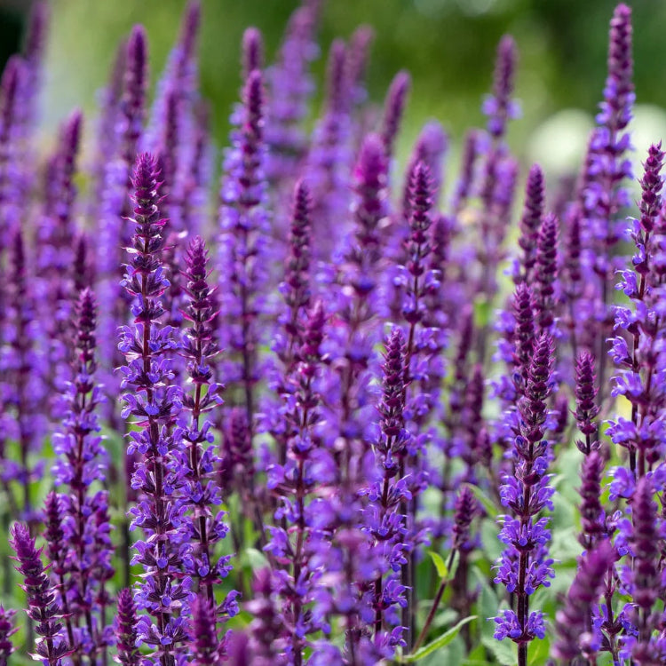 Agastache Mexicana Seeds - Herbal Plant