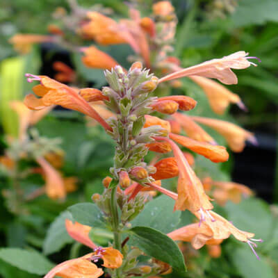 Agastache Seeds – Orange
