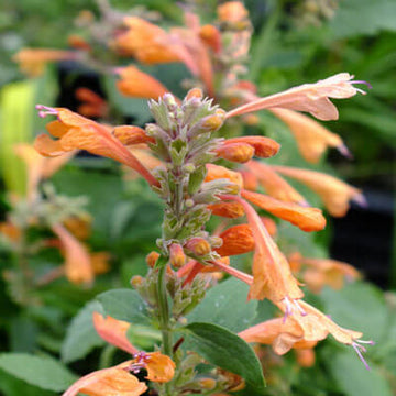Agastache Seeds – Orange
