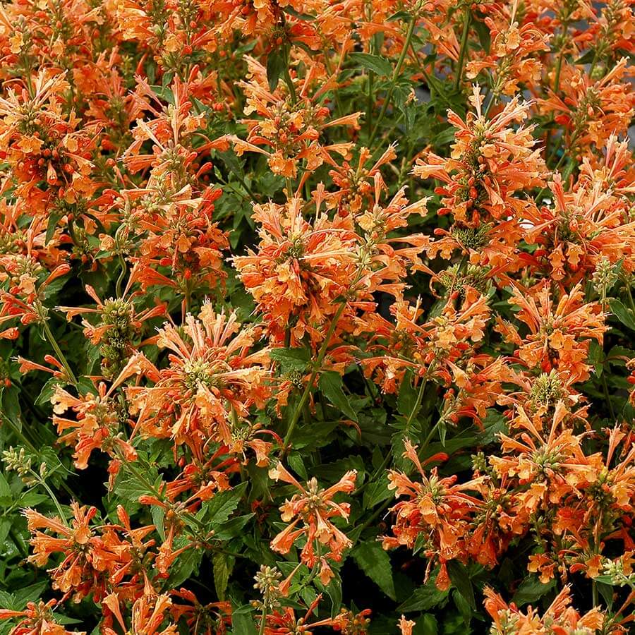Agastache Seeds – Orange Hyssop
