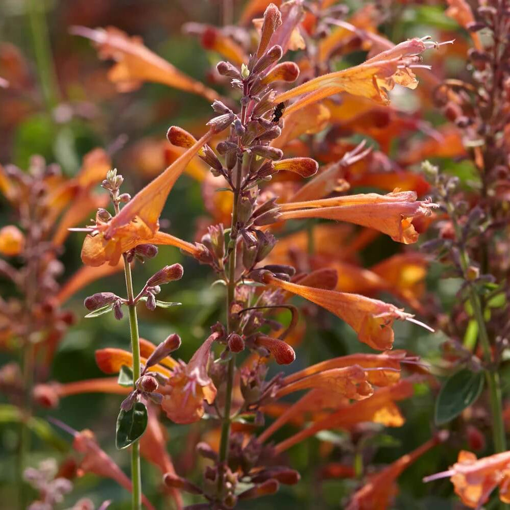 Agastache Seeds – Orange
