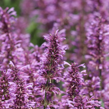 Agastache Rose Mint Seeds - Perennial, Fragrant, Pollinator-Friendly
