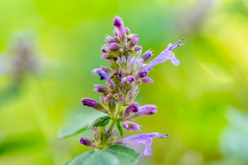 Agastache Rose Mint Seeds - Perennial, Fragrant, Pollinator-Friendly
