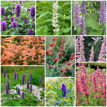Agastache Seeds - All In One For Home Gardens