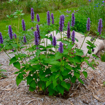 Agastache Seeds - All In One For Home Gardens