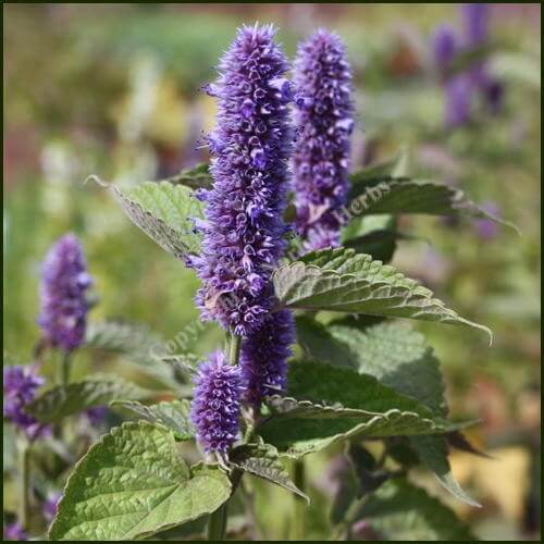 Agastache Seeds - All In One For Home Gardens