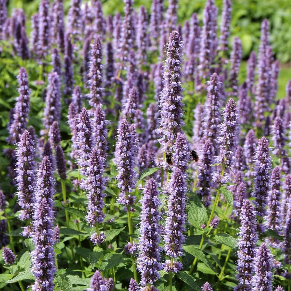 Agastache Seeds - All In One For Home Gardens