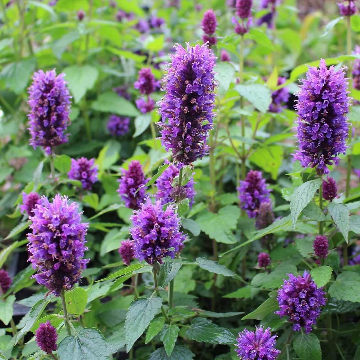 Agastache Seeds - All In One For Home Gardens