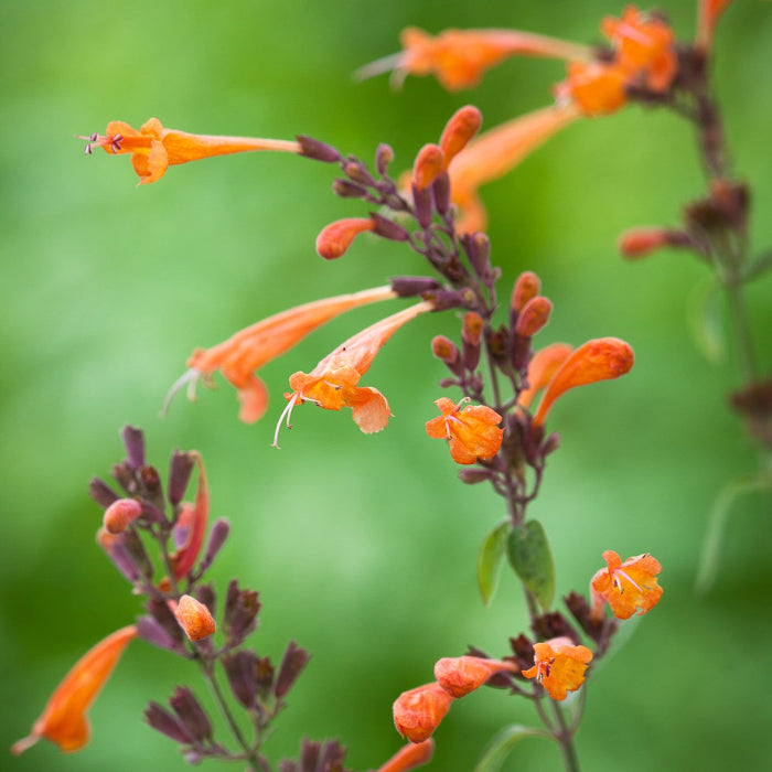 Agastache Seeds – Aurantiaca
