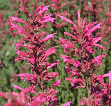 Agastache Seeds – Cana
