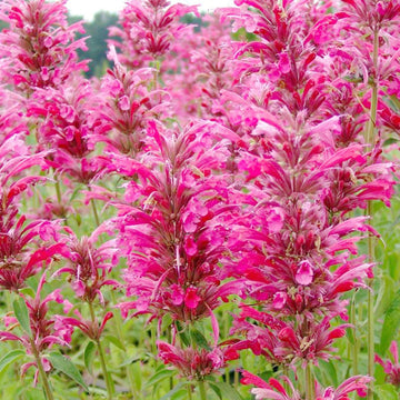 Agastache Seeds – Heather Queen Hummingbird Mint
