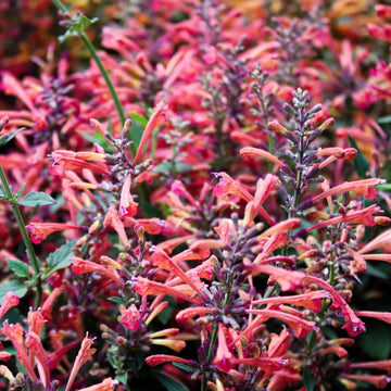 Agastache Seeds – Hummingbird Mint
