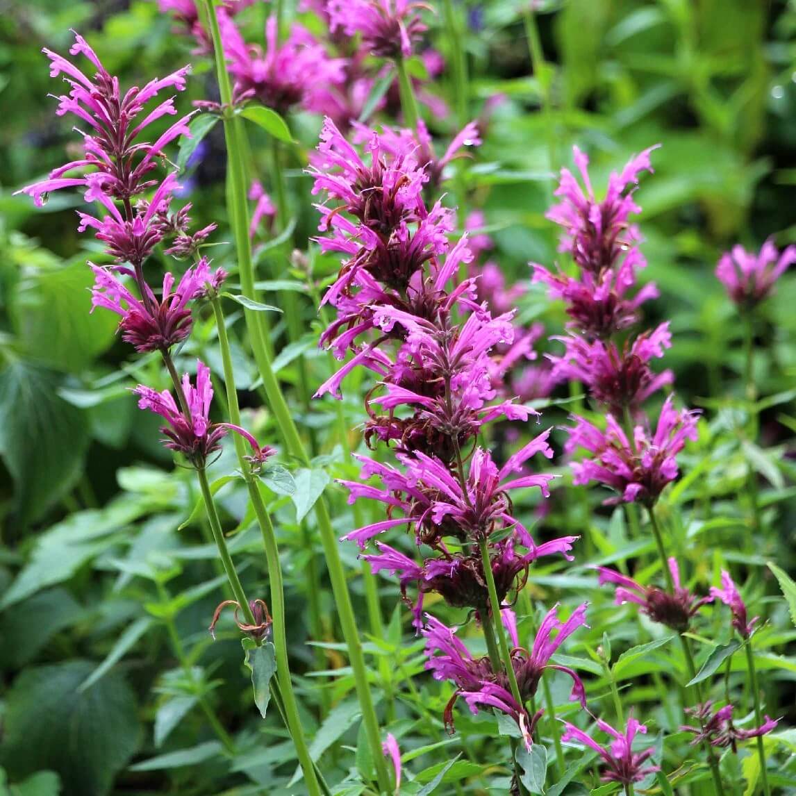 Agastache Seeds – Mexicana Hardy
