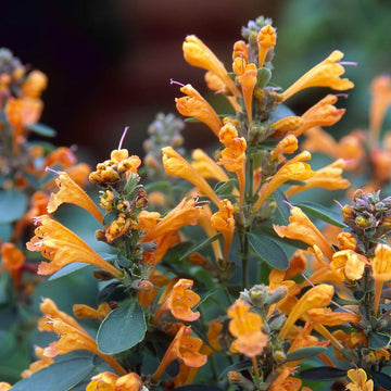 Agastache Seeds – Orange
